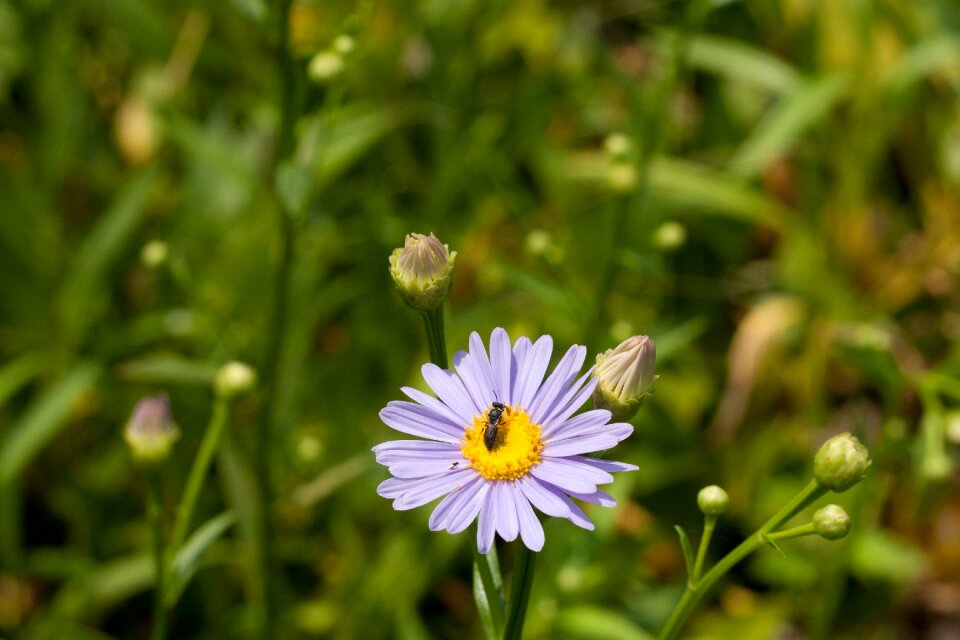 Flowers bug july
