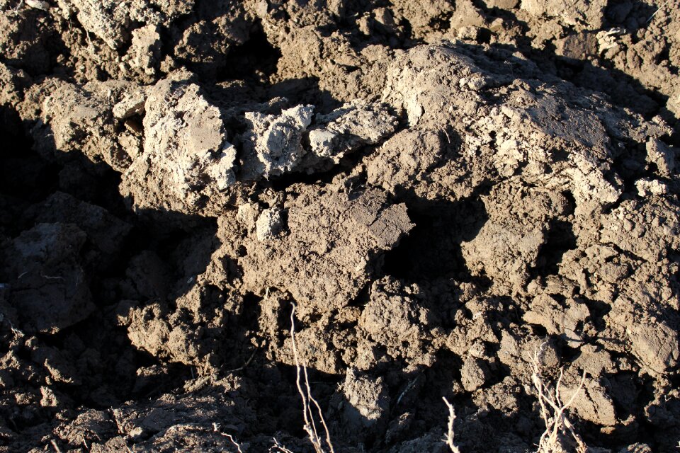 Field fruitful landscape