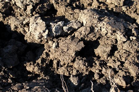 Field fruitful landscape