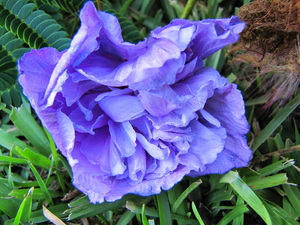 Blossom bloom petal