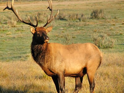 Nature mammal wildlife