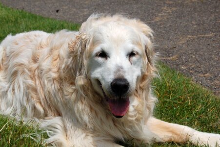 Dog friend pet