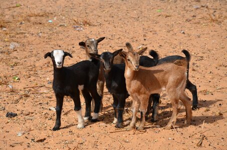 Goats animal biquettes photo