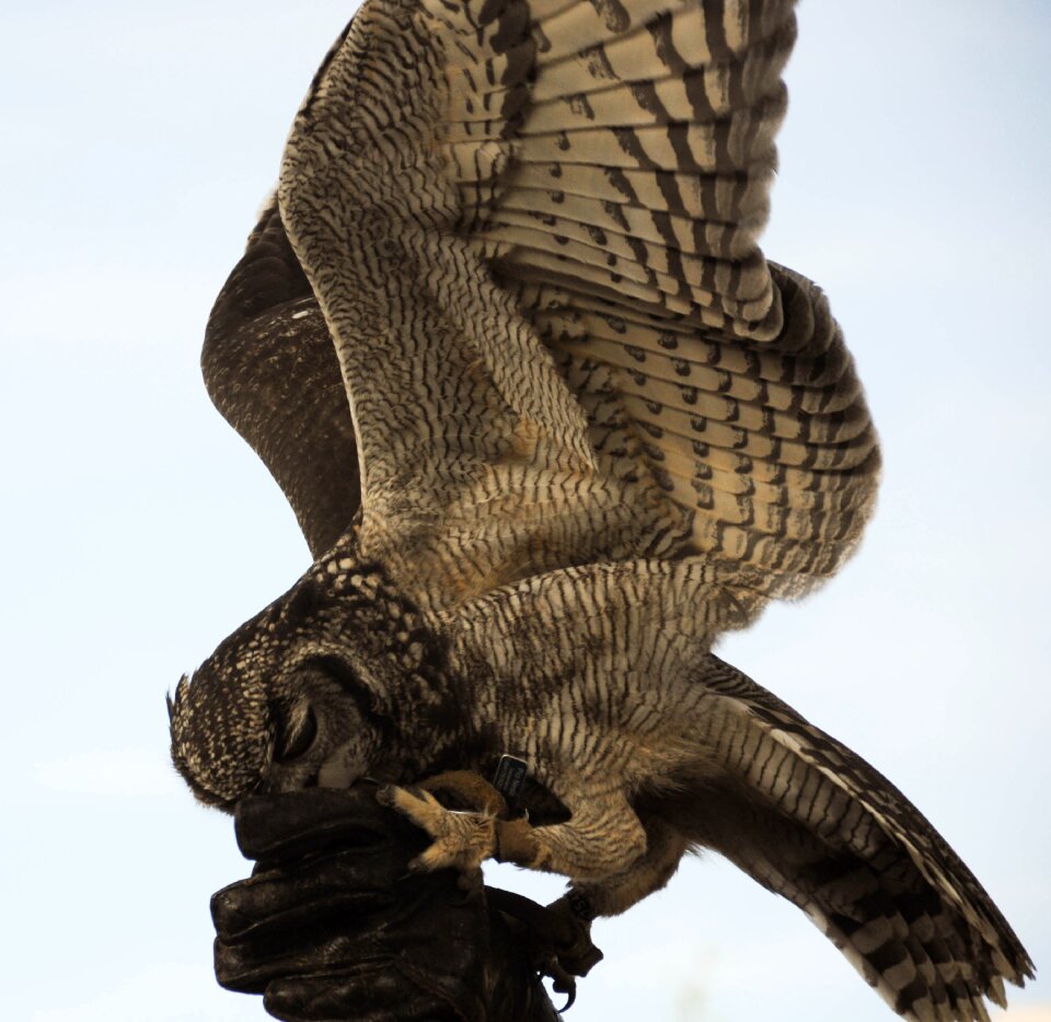 Falconry locarno raptors