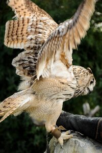 Falconry locarno raptors