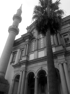 Cami bolu tree