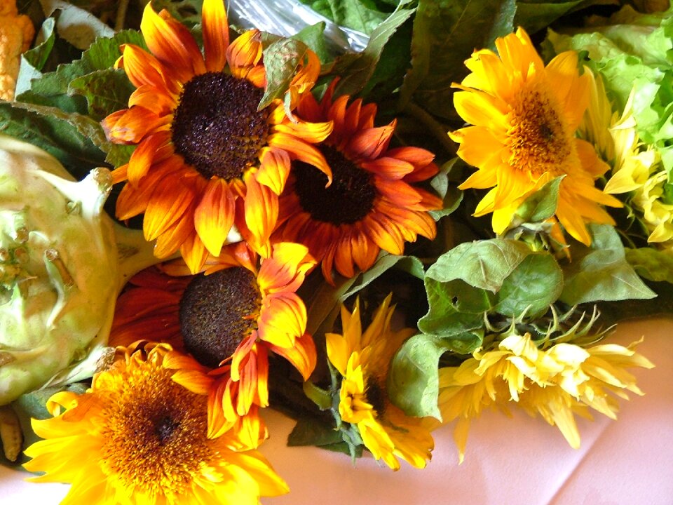 Flower nature summer
