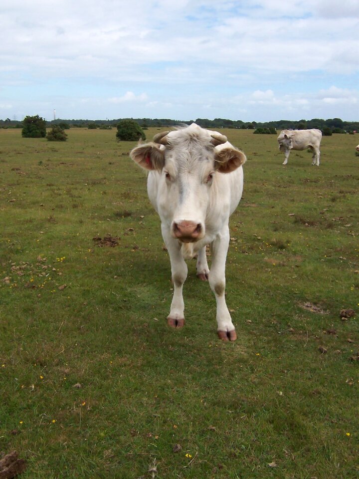 Animal agriculture grass