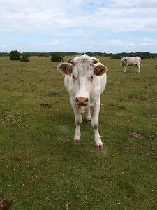 Animal agriculture grass