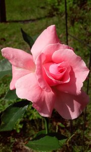 Rose flower photo
