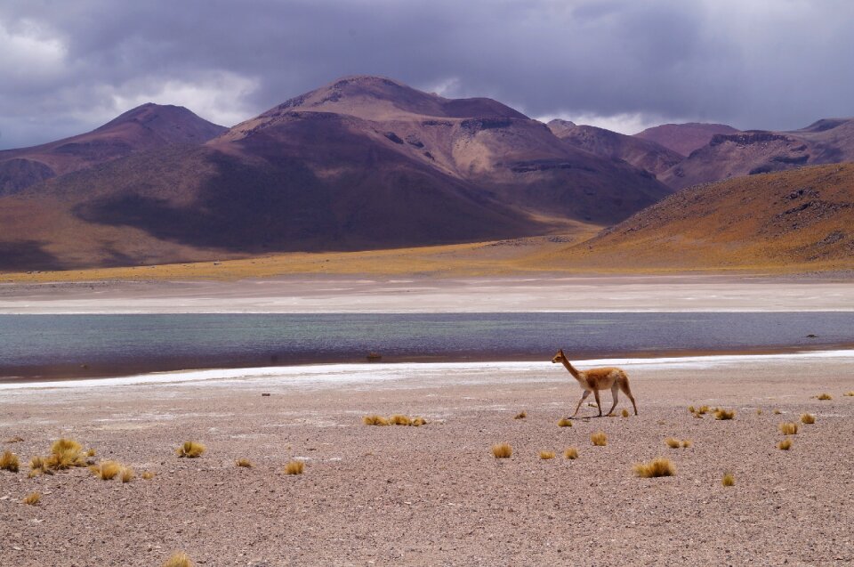 Gaps highlands vicuña