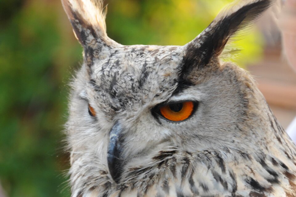 Falconry locarno raptors