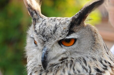 Falconry locarno raptors