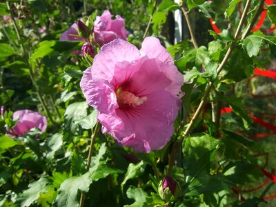 Hibiscus flower garden
