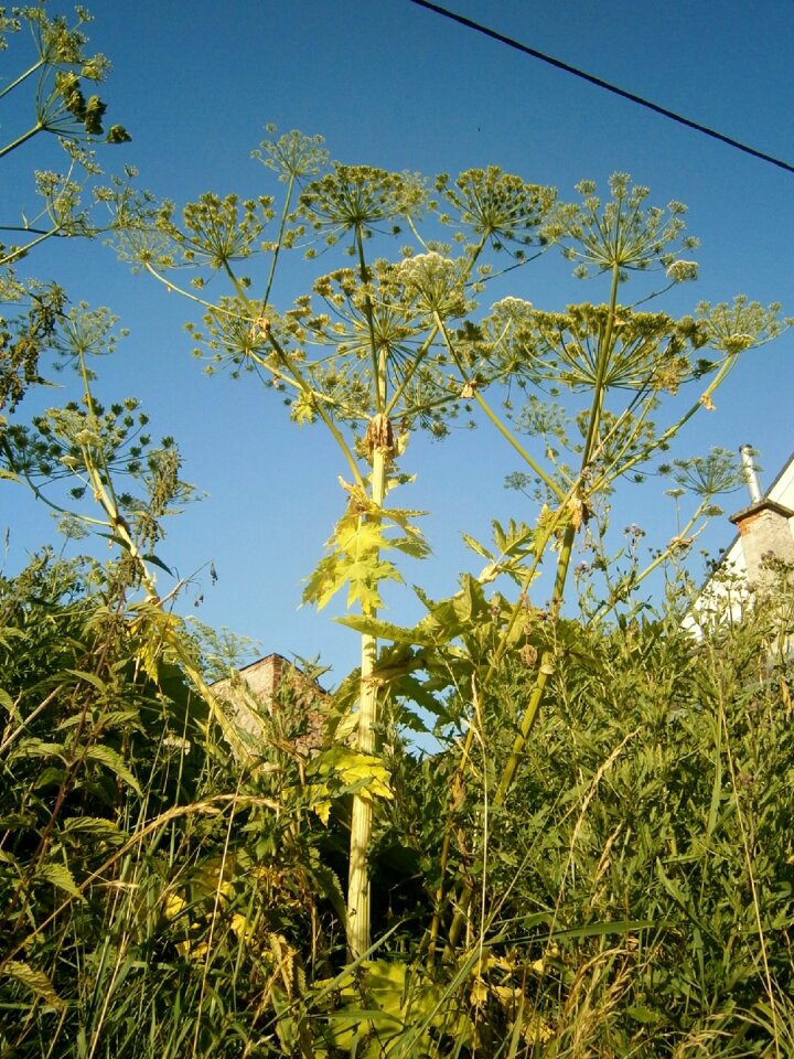 Pest plants green