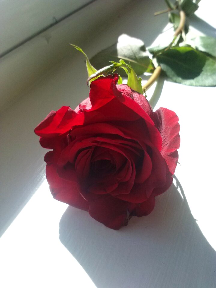 Rose romance