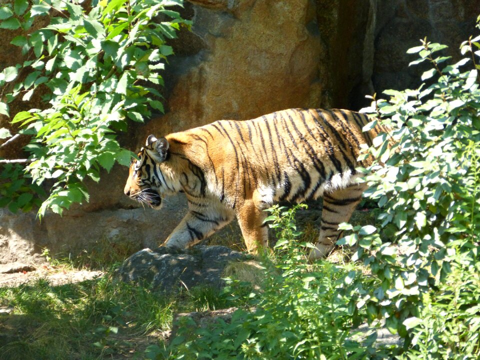 Predator animal nature