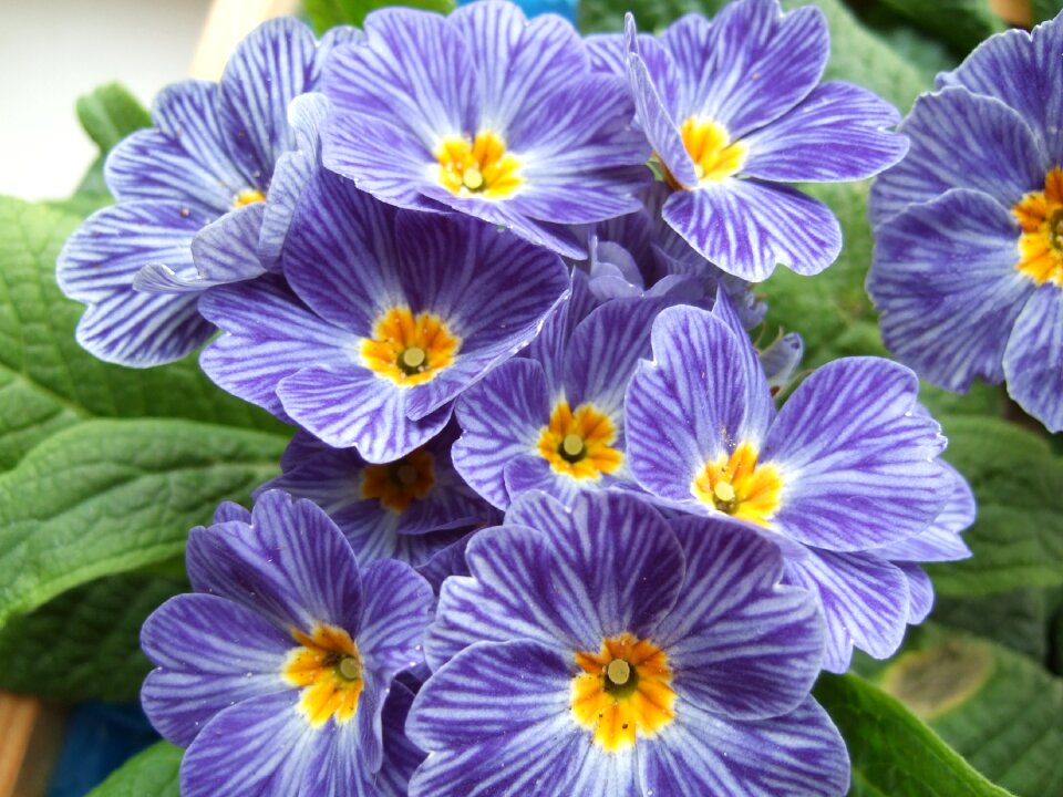 Flower farden blue flower