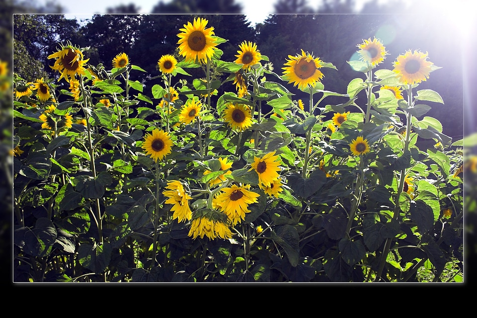 Flower plant bloom