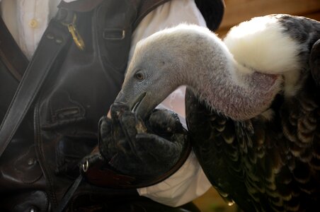Falconry locarno raptors
