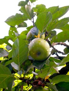 Raindrop green fruit
