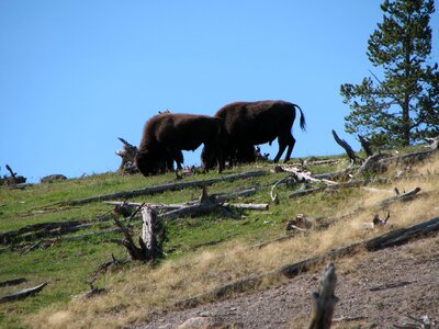 Nature mammal wildlife
