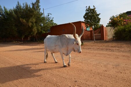 Zebu cow africa photo