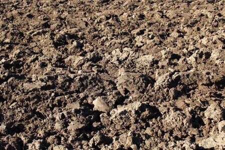 Field fruitful landscape