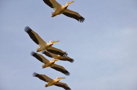 Birds pelican flight