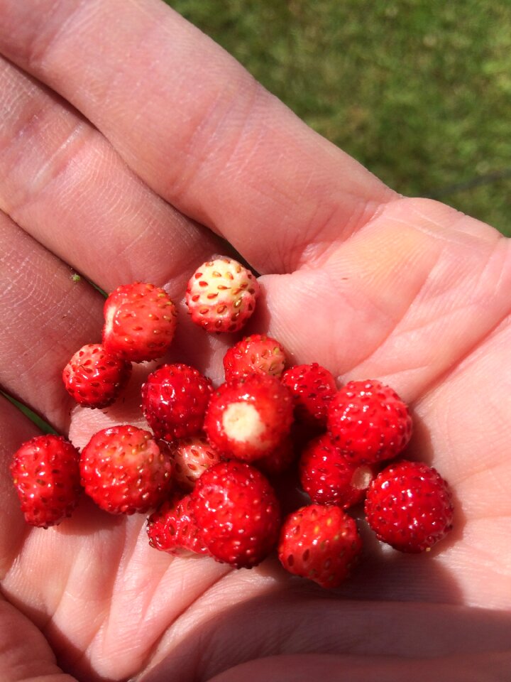 Berry wild strawberry red