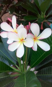 White plant