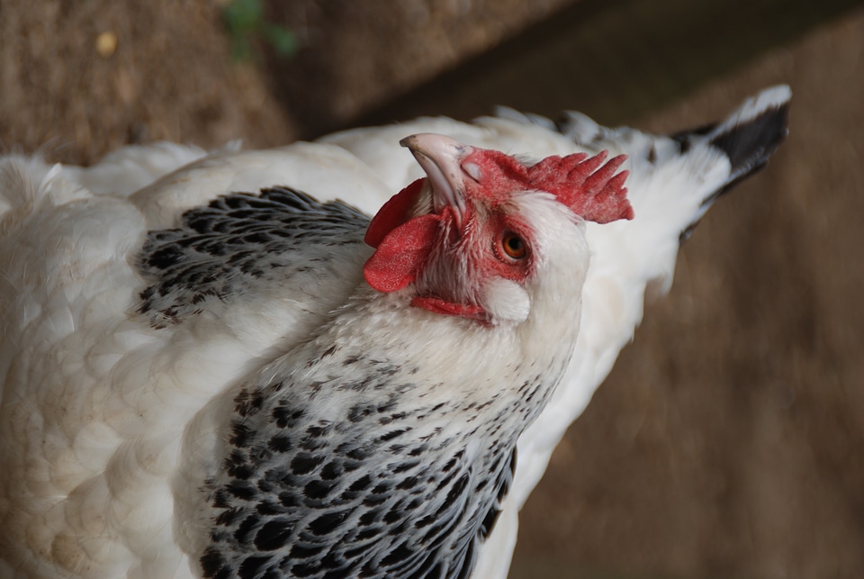 Easter nature animals