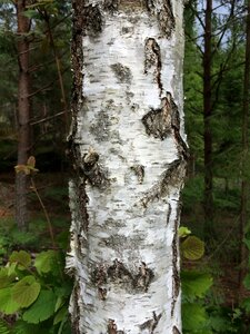 Sweden forest wood
