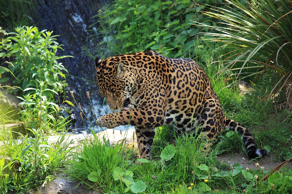 Dangerous endangered feline