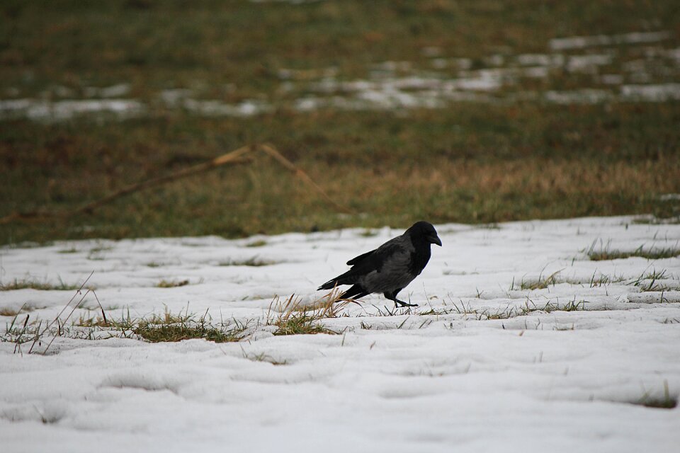 Bird raven bird crow