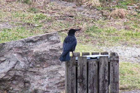 Bird raven bird crow