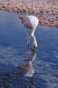 Flamenco salar reflection