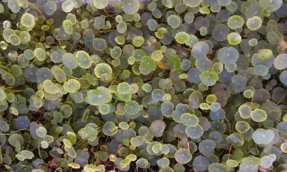 Greenery nature carpet