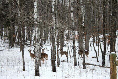 Animal natural forest photo