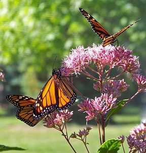 Wing lepidoptera fly photo