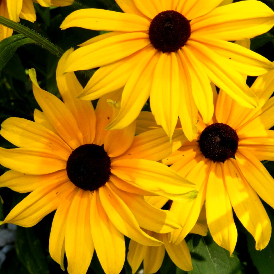 Rudbeckia flower bed nature