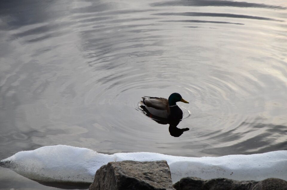 Birds tampere finland