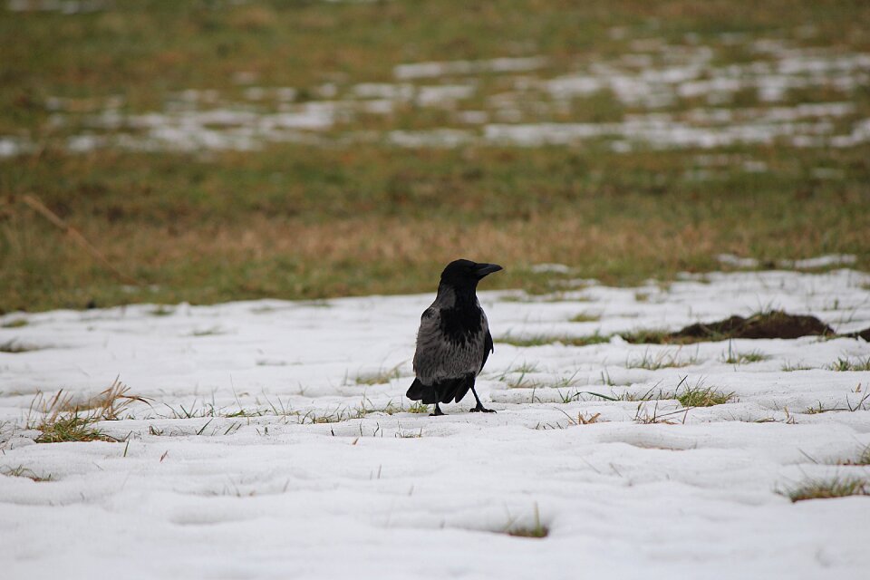 Bird raven bird crow