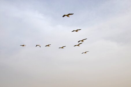 Birds flight pelican photo