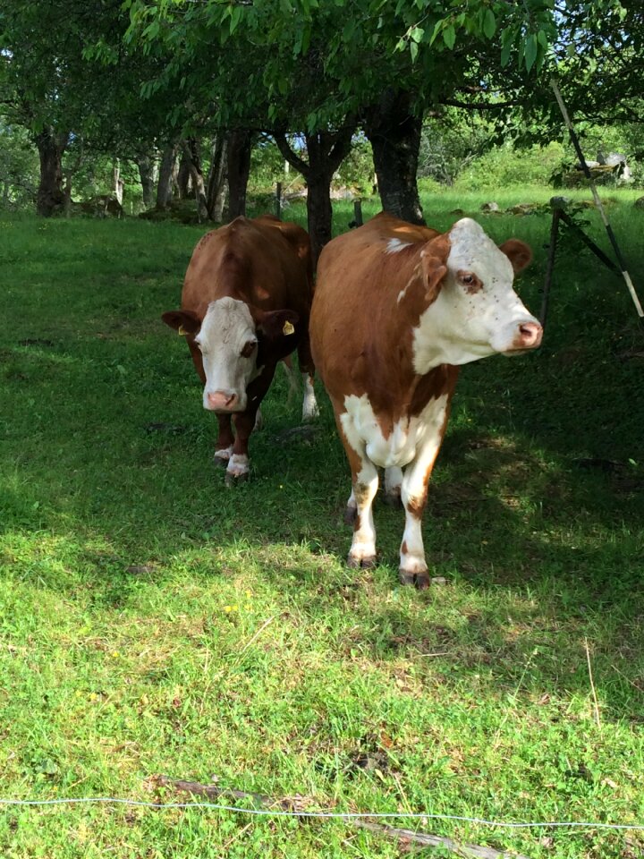 Summer grass ko