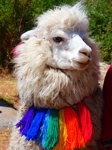 Sweet scarf colorful