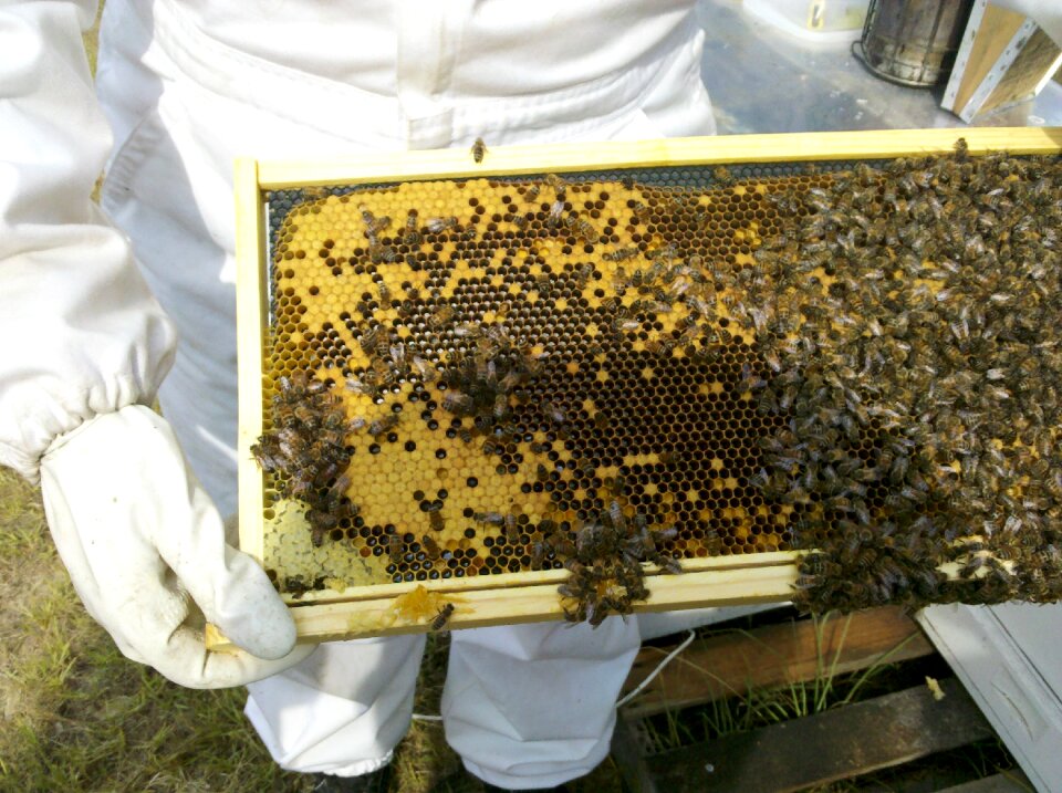 Beekeeper honey bee
