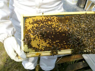 Beekeeper honey bee photo