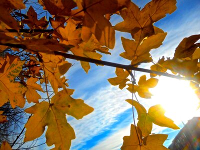 Autumn yellow sky blue photo