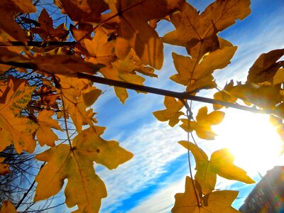 Autumn yellow sky blue